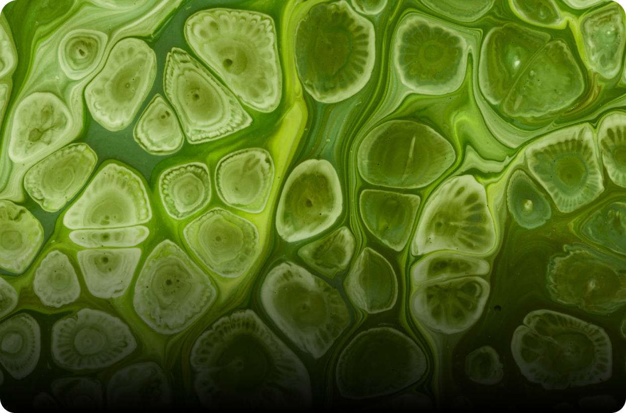 Polyphenols and the Gut Microbiome: A Two-Way Conversation